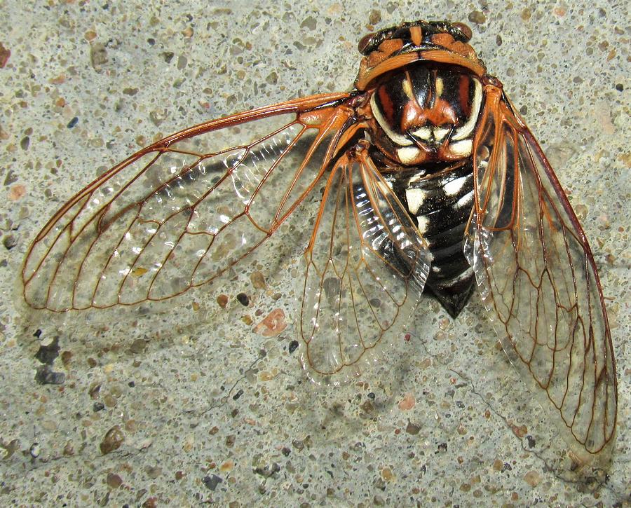 Grand Western Cicada Photograph by Joshua Bales