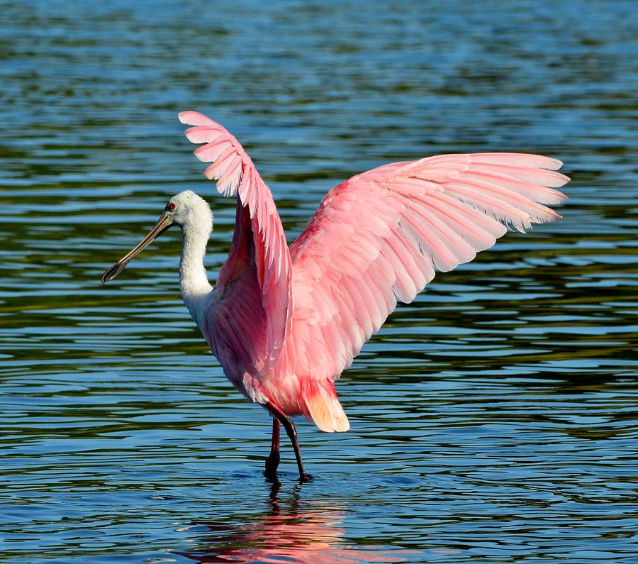 Grand Wings On A Roseate Spoonbill Photograph