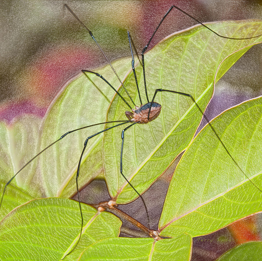 Grandaddy Long Legs Photograph by Terry Anderson