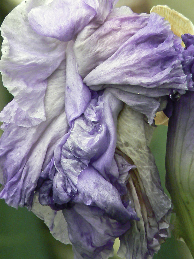 Iris Photograph - Grande Dame  by Pamela Patch