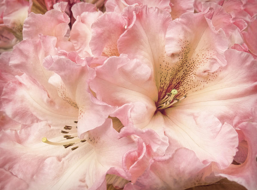 Grandeur Rhododendron Flowers Photograph by Jennie Marie Schell