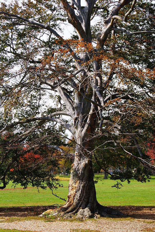 Grandfather Beech Tree - Botanical Photograph by Margie Avellino