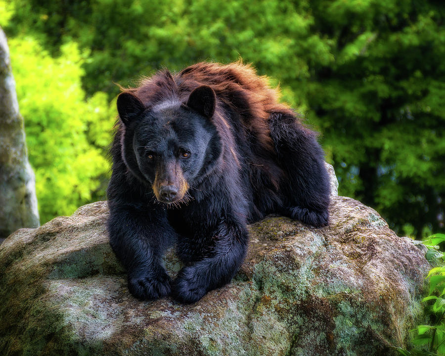 Grandfather Mountain black bear Photograph by Steve Hurt