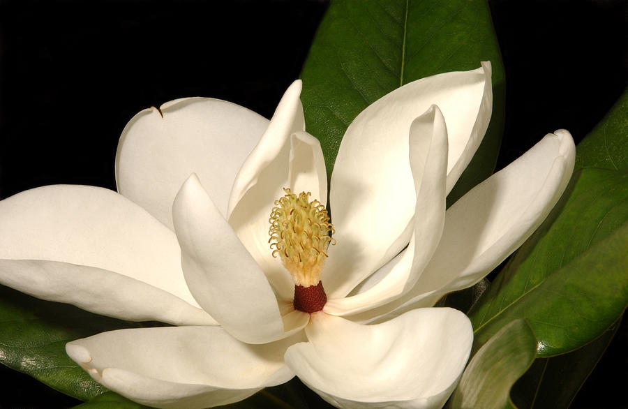 Magnolia Movie Photograph - Grandiflora by Greg and Chrystal Mimbs