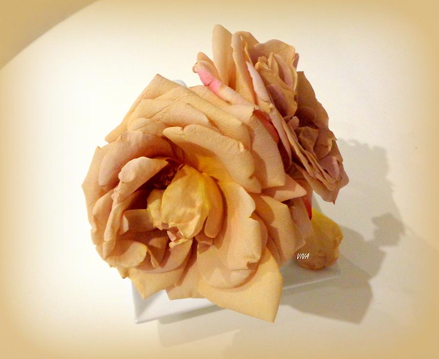 Grandmas Roses - 1. Dedicated Photograph by VIVA Anderson