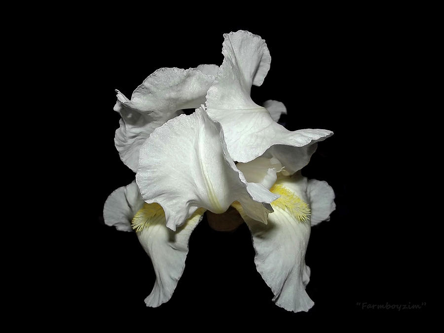 Grandmas White Iris Photograph by Harold Zimmer