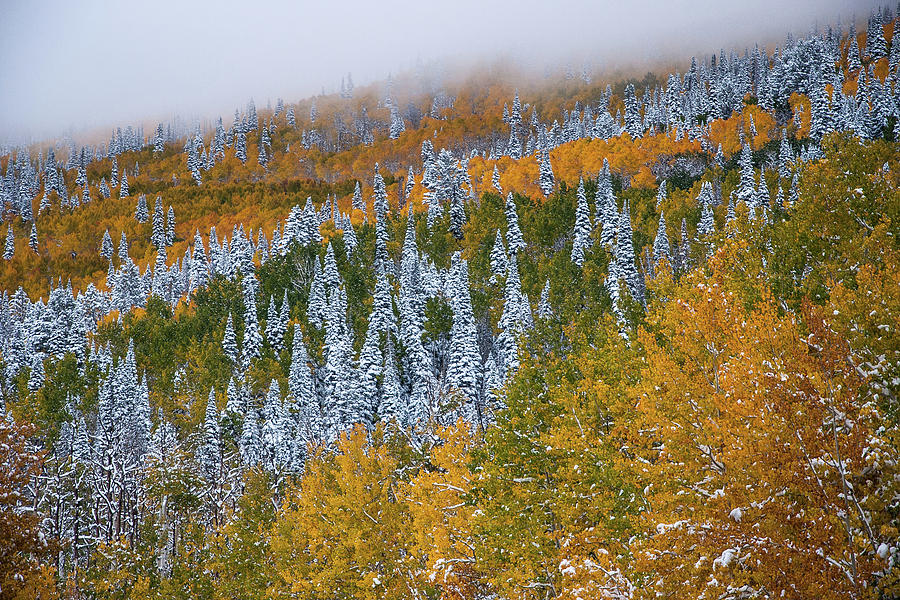 Grand Mesa Photograph - First Snow On Grand Mesa by Roy Kastning