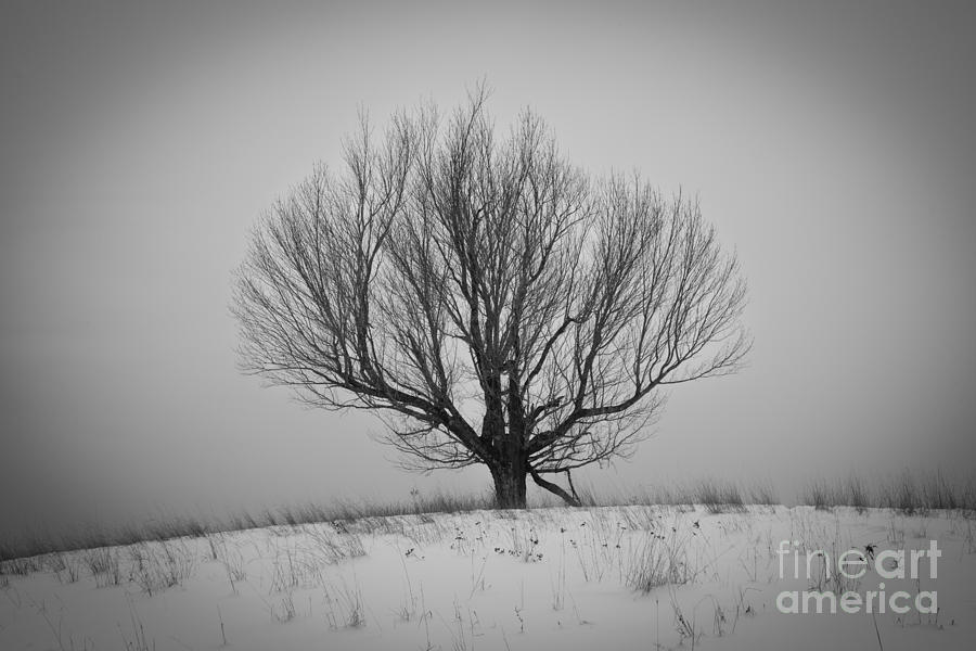 Tree On A Hill Photograph by Glenn Gordon
