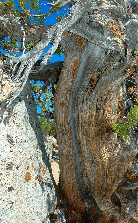 Granite and Tree Photograph by Josephine Buschman