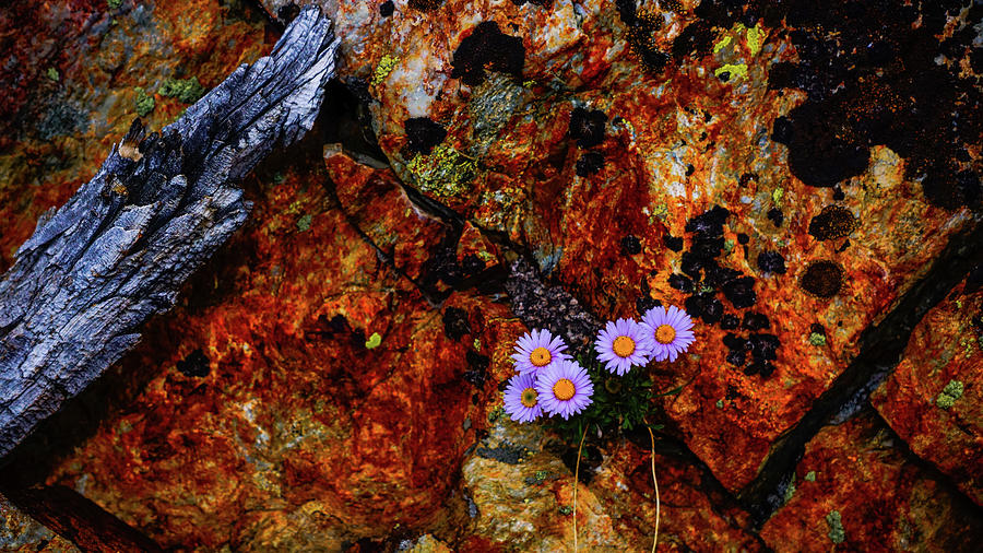 Granite Flowers Yosemite Photograph by Lawrence S Richardson Jr