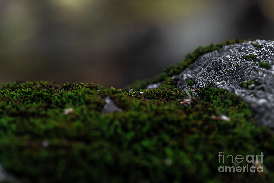 Granite Moss three Photograph by Howard Roberts Fine Art America