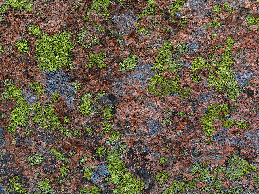 Granite Rock Moss Acadia NP Photograph by Juergen Roth