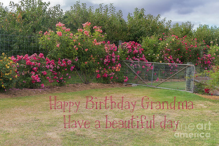 Grannys Rose Garden Photograph by Elaine Teague