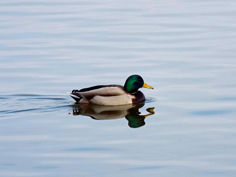Grant Park Duck Photograph by Steve Breslow