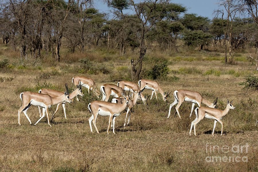 Grants Gazelles Photograph by Chris Scroggins