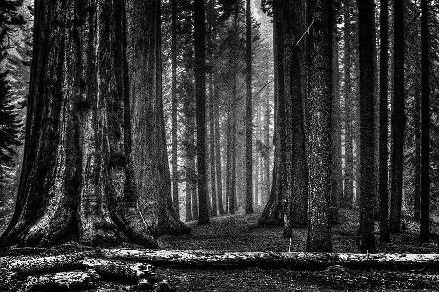 Grants Grove in the Clouds Photograph by Roger Passman