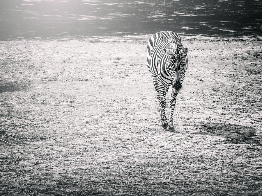 Grants zebra Photograph by Jaroslav Buna