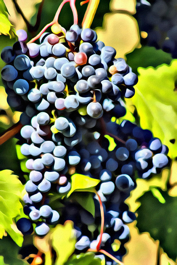 Grape Cluster 2 Photograph by Modern Art - Fine Art America