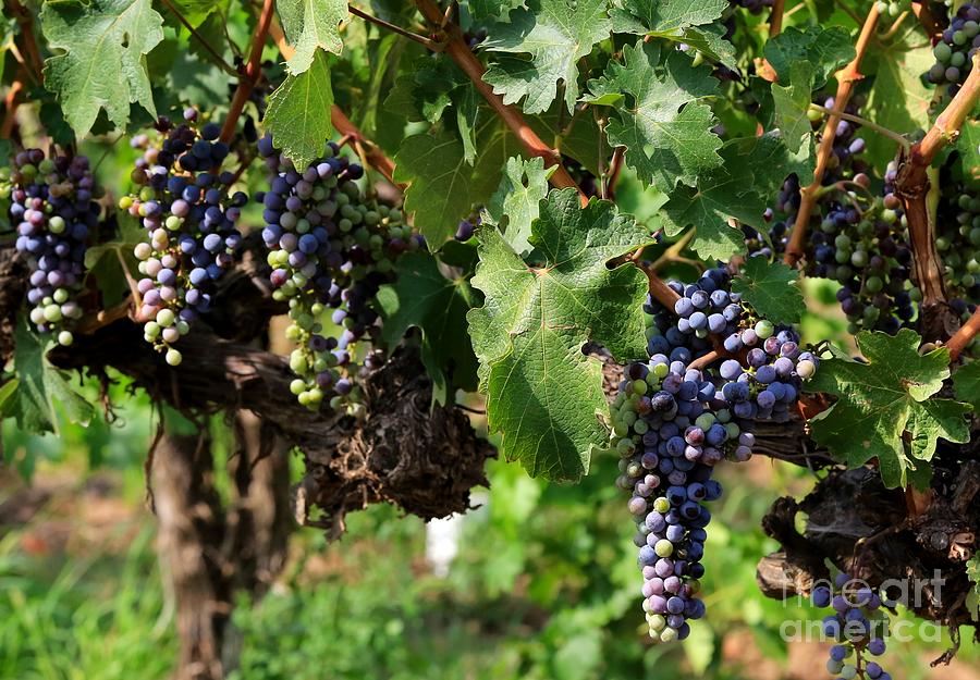 Grape Clusters in Vineyard Photograph by Carol Groenen