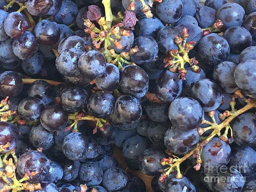 Grape Harvest Photograph by Csilla Florida