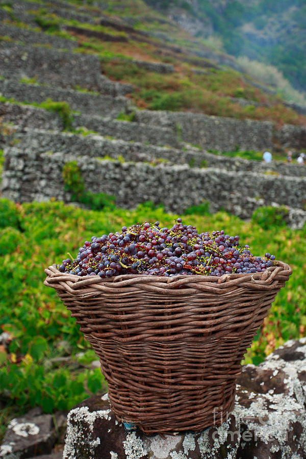 Grape harvest Photograph by Gaspar Avila