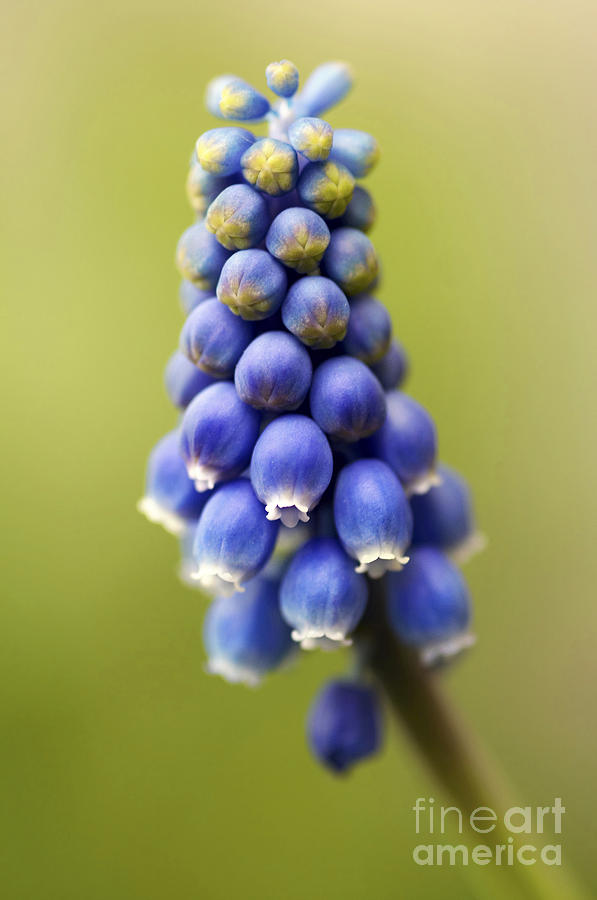 Spring Photograph - Grape Hyacint by Michal Boubin