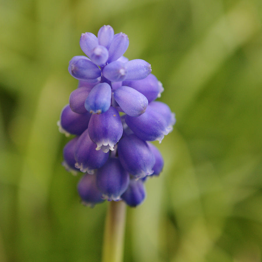 Grape Hyacinth Photograph by Adrian Wale