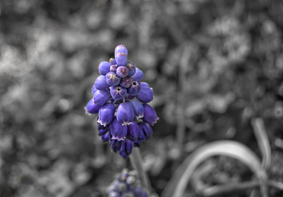 Grape Hyacinth Photograph by Amber Flowers