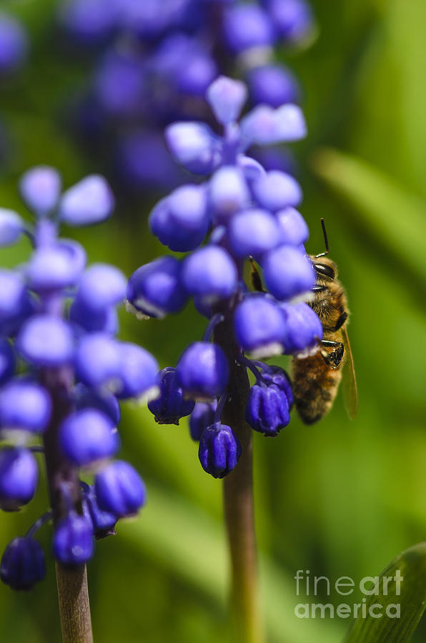 Grape Hyacinth and Bee Photograph by Tamara Becker