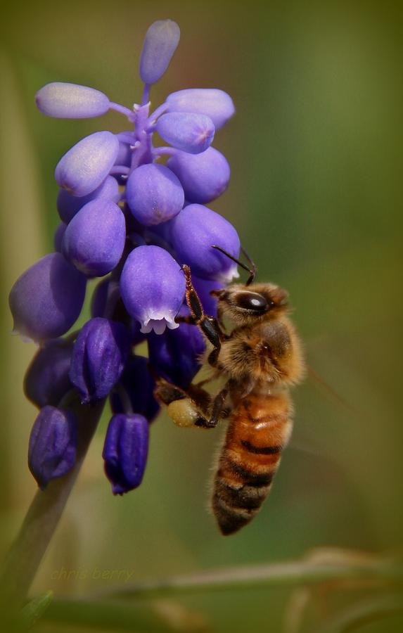 Nature Photograph - Grape Hyacinth and Honeybee by Chris Berry