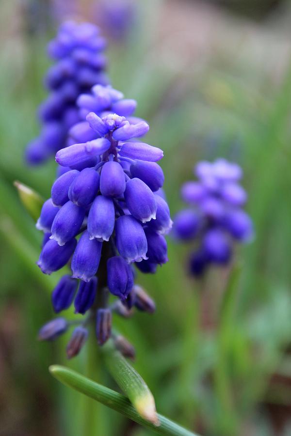 Grape Hyacinth Bell Blooms Photograph by M E