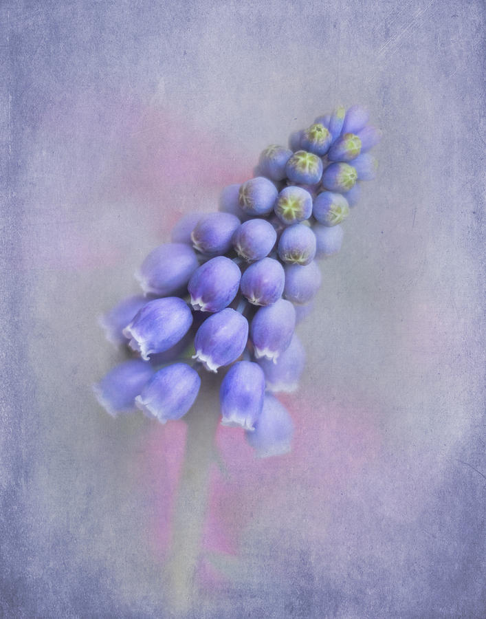 Grape Hyacinth Photograph by David and Carol Kelly