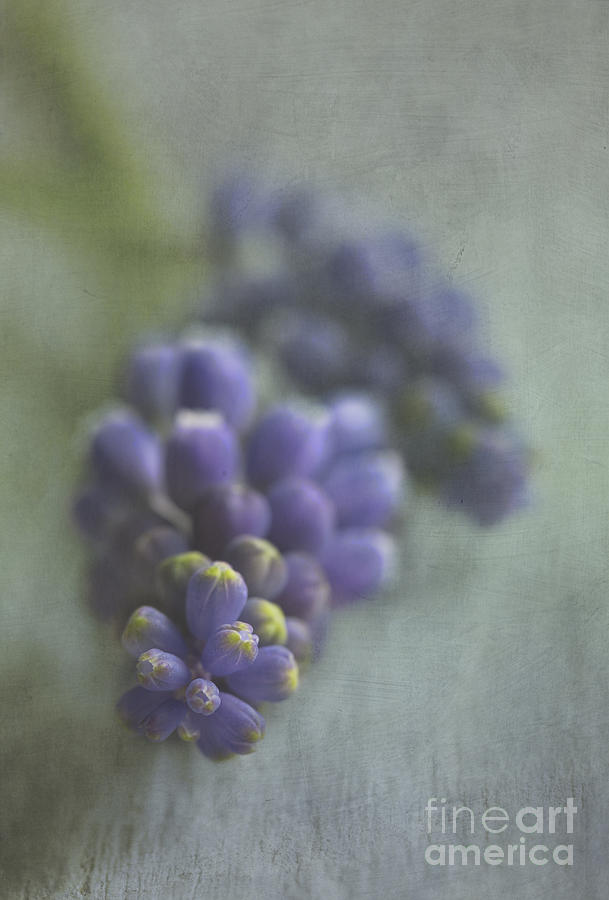 Grape Hyacinth Photograph by Elena Nosyreva