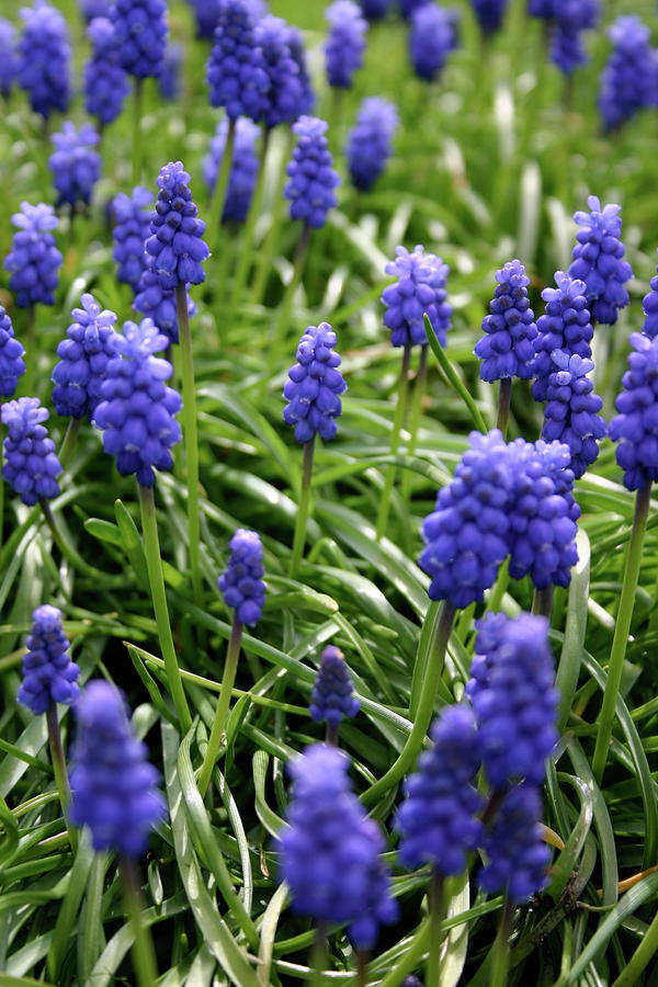 Nature Photograph - Grape Hyacinth by Eric Fischer