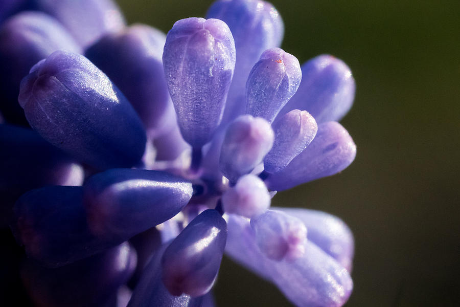 Flowers Still Life Photograph - Grape Hyacinth by Jay Stockhaus