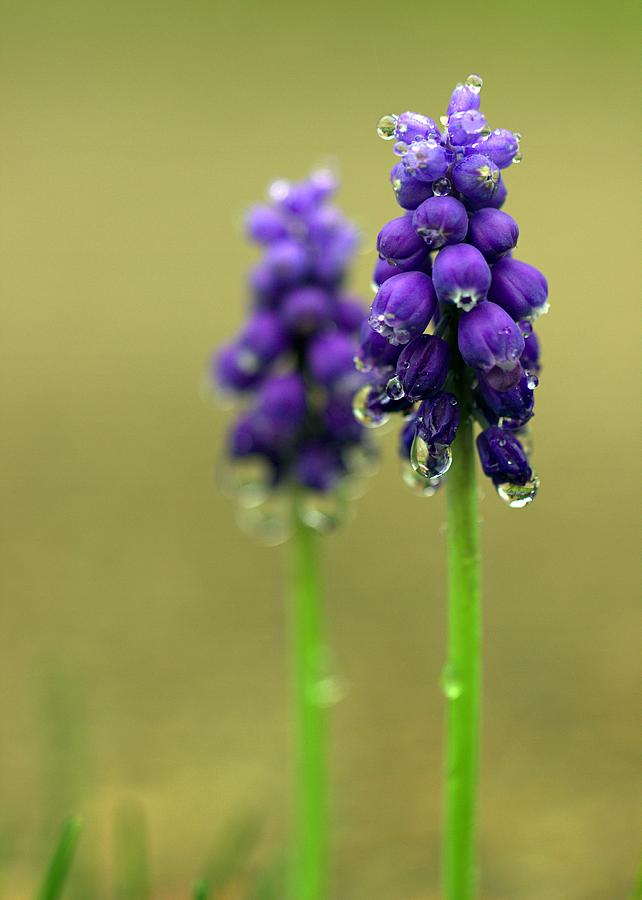 Grape Hyacinth Photograph by Joseph Skompski