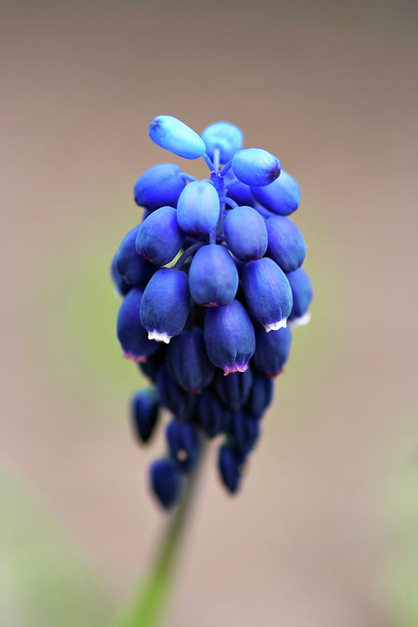 Grape Hyacinth Photograph by Michal Boubin