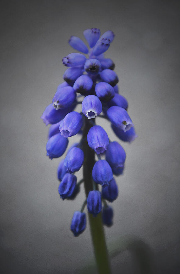 Spring Photograph - Grape Hyacinth by Richard Andrews