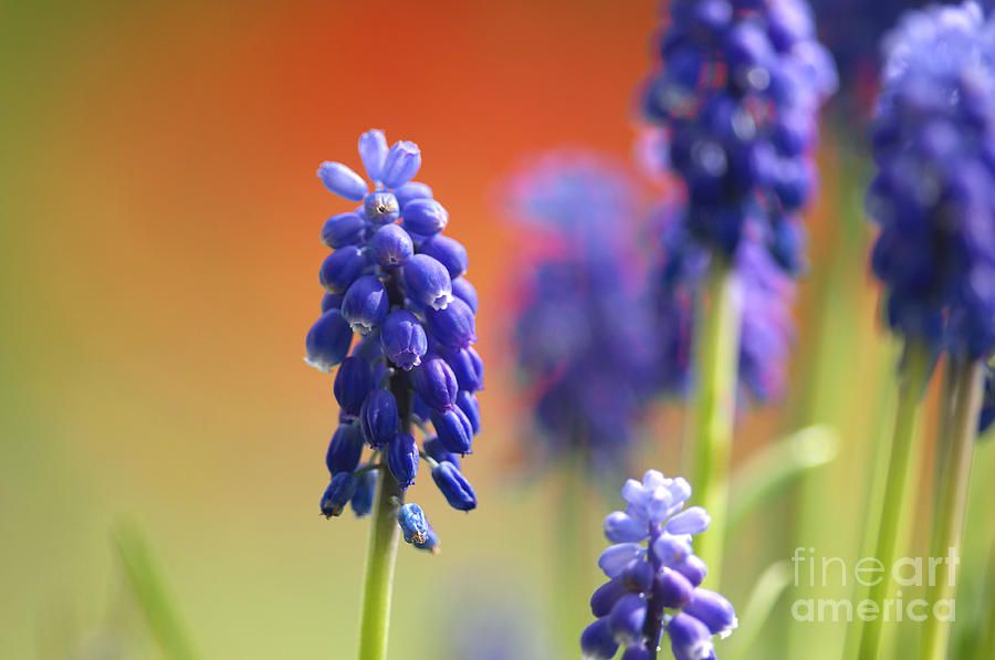 Spring Photograph - Grape Hyacinth by Sharon Talson