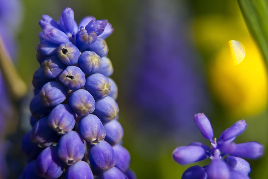 Grape Hyacinth Photograph by Sven Brogren