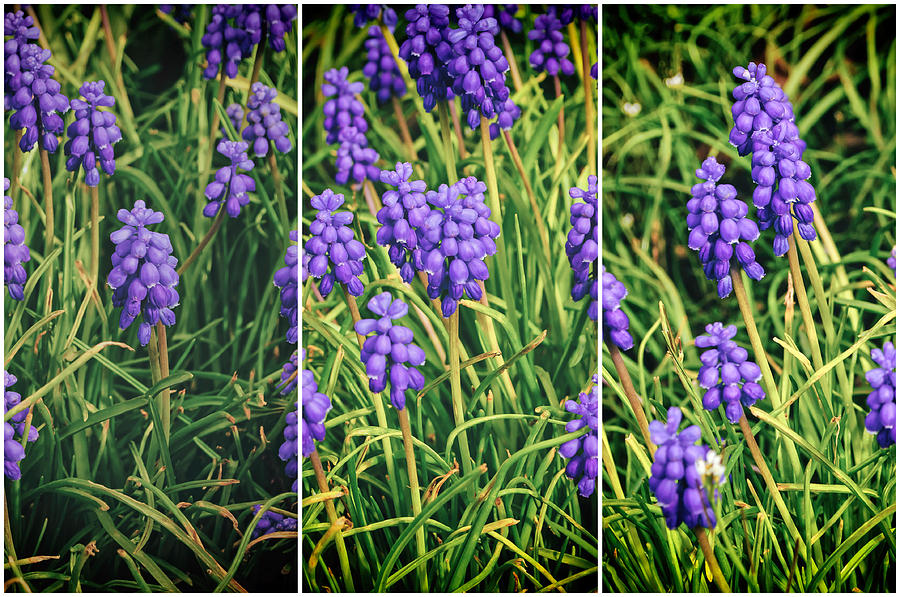 Grape Hyacinth Triptych Photograph by Tikvahs Hope