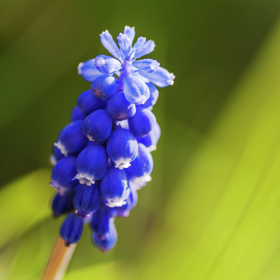 Grape hyacinth with square composition Photograph by Vishwanath Bhat