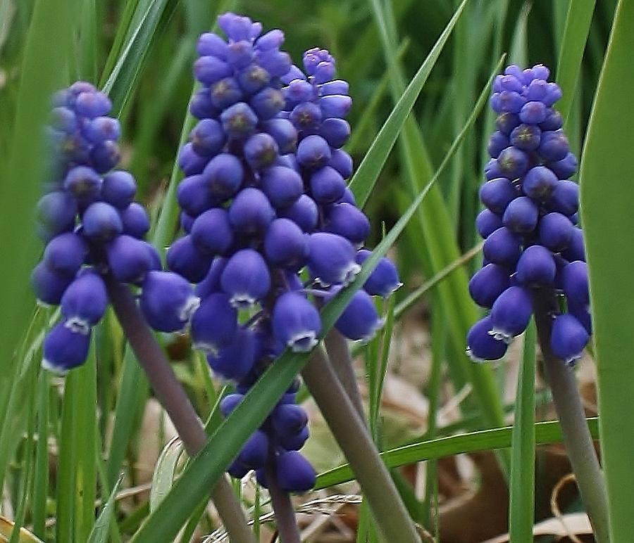 Grape Hyacinths in Hiding Photograph by Bruce Bley