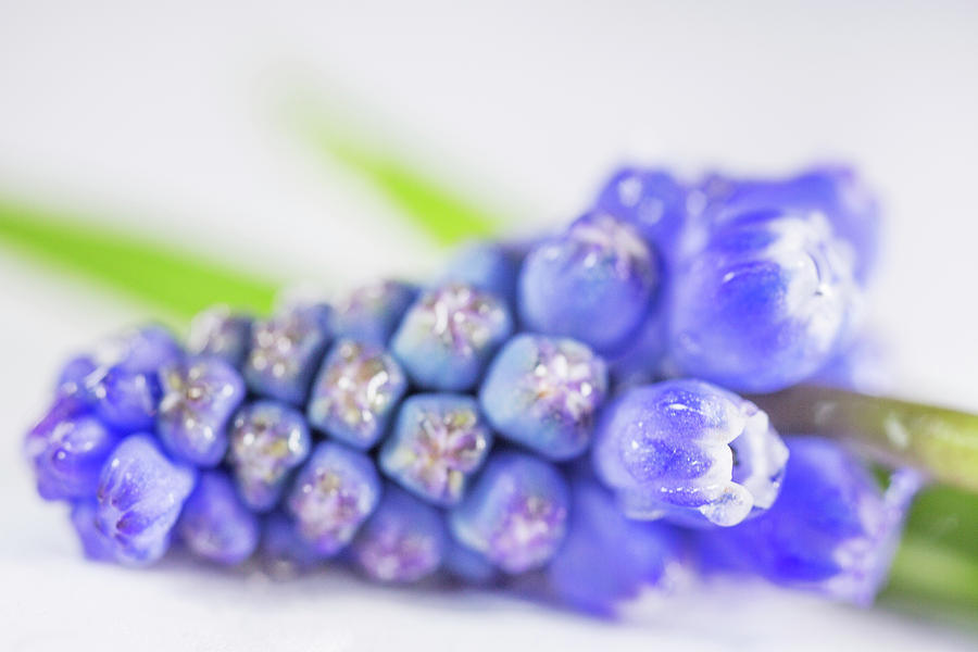 Grape Photograph - Grape Hyacinths Muscari Macro by Iris Richardson