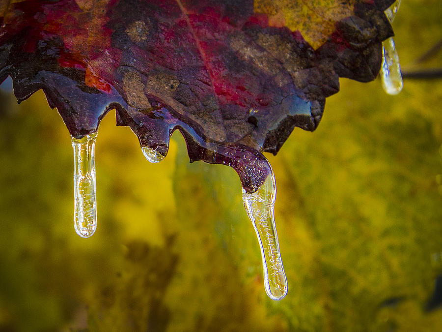 Grape Leaf Ice Photograph by Jean Noren