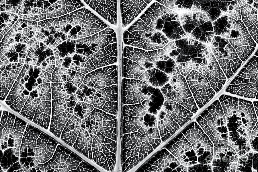 Grape Leaf Monochrome Photograph by Tim Gainey