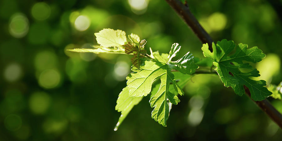 Grape Leaves in Spring Photograph by Frances Miller