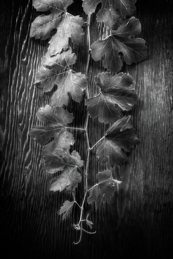 Black And White Photograph - Grape Leaves on Wood in BW by YoPedro