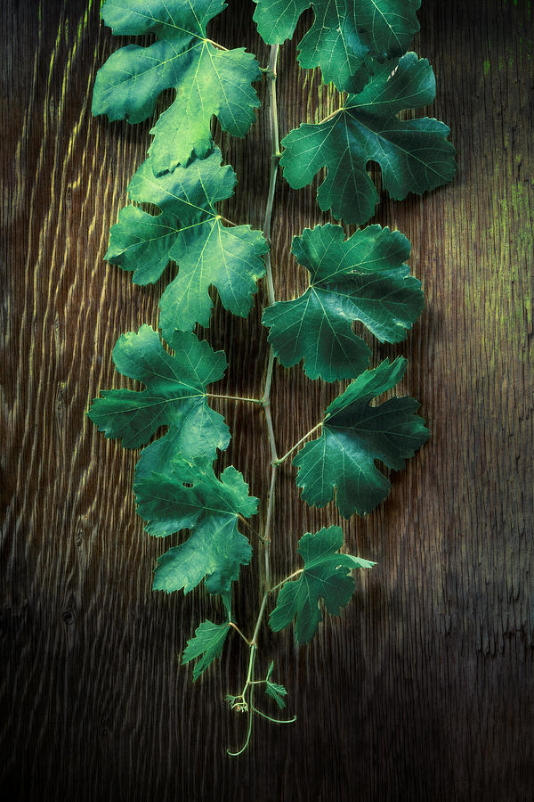 Grape Leaves Photograph by YoPedro
