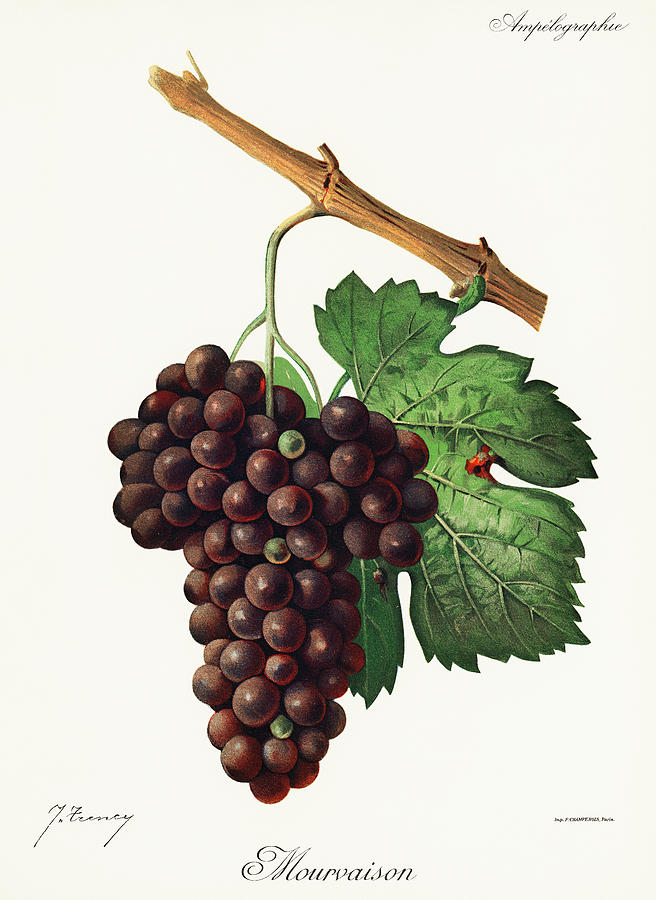 Grape Mourvaison 1910 Painting by Vincent Monozlay